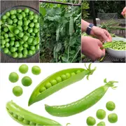 Pea Seeds - Assorted Shelling Pea - 4 Packs