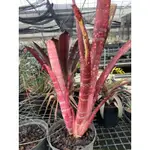 積水鳳梨 BILLBERGIA LA VIE EN ROSE /大側芽/奧莉諾多肉園