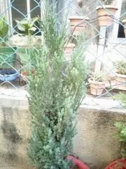 Conifer Juniperus chinensis PYRAMIDLIS Tree -