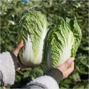Chinese Cabbage - Matilda F1 seeds