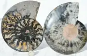 Large Black Ammonite Pair Deep Crystals XXLarge 6.4" 162mm 110myo Fossil n2658oo