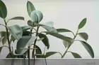3D Green Plant Wallpaper Wall Mural Removable Self-adhesive 157