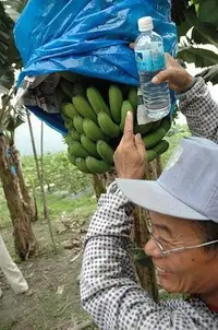 在飛比找Yahoo!奇摩拍賣優惠-[樂農農] 香蕉套袋 (塑膠) 10個一組