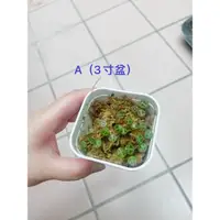 在飛比找蝦皮購物優惠-植🍃海龜串椒草 海龜椒草（2/3寸盆）一物一拍