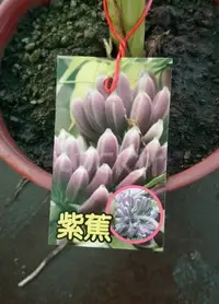 在飛比找Yahoo!奇摩拍賣優惠-花花世界_水果苗--紫蕉，芭蕉科--植株較為矮小/6吋盆苗/