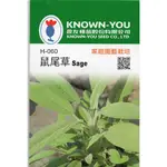 【拈花微笑】鼠尾草｜香藥草種子｜70粒｜非基因改造種子｜蔬菜｜蔬果｜有機無毒｜高發芽率