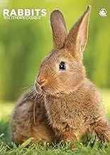 Rabbits Calendar 2026