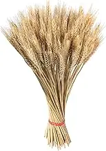 Wheat Grass Decor - Vintage Harvest Dec | Dried Wheat Stalks Dried Flowers, Farmhouse Centerpiece Filler, Thanksgiving Floral Arrangement, Natural Wheat for Harvest Wreath Boho Decoration
