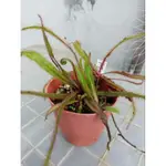 阿迪露 毛氈苔 食蟲植物 DROSERA ADELAE 新手入門 捕蟲