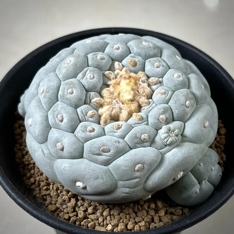 ♪♪サボテン 銀冠玉綴化 カキコ9．5㎝ ロフォフォラ 多肉植物♪♪