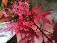 在飛比找Yahoo!奇摩拍賣優惠-特殊少見的日本品種紅楓樹槭樹名字叫天城時雨，全年大部分都是紅