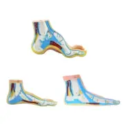 Anatomical Human Foot Ankle Joint Model with Muscles, Ligaments