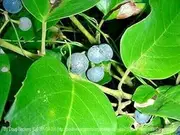 5+ Kangaroo Vine Grape Seeds for Home Gardening and Planting Seeds