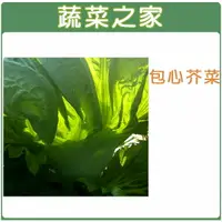 在飛比找樂天市場購物網優惠-【蔬菜之家】A26.包心芥菜種子 (長年菜)(共有2種包裝可