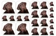 CHOCOLATE LABRADOR RETRIEVER Dog Stickers - Multiple Size and Material Options