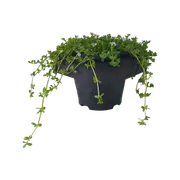 1.5L Aquatic Floaters Water Hyssop - Bacopa Monnieri