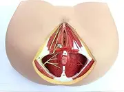 Female Perineal Neurovascular Pattern, 1：1 Lifesize Female Model Anatomical Model of Vascular Nerve and Pelvic Floor, Urinary Model