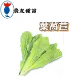 葉萵苣  LETTUCE 【農友種苗】 葉萵苣種子 蔬菜原包裝種子 每包約1公克 保證新鮮種子