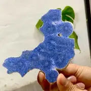 78G Natural Blue Coral Reef Cluster Marine Mineral Crystal Specimen