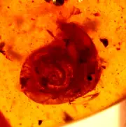 Large Cretaceous Snail in Burmite Amber Fossil Gemstone Dinosaur Age