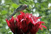 5+ Flame Lily Seeds for Home Gardening and Planting Seeds