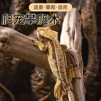 在飛比找蝦皮購物優惠-🐊新款特價🐊爬蟲造景爬蟲木頭 爬蟲攀爬爬蟲造景木 攀木蜥蜴守