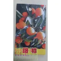 在飛比找蝦皮購物優惠-水果苗  日本甜桔  8吋盆高40-60cm皮薄香甜【花花世