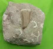 MOSASAUR Teeth MARINE DINOSAUR MOSASAURUS REAL FOSSIL EXTINCT Fossilized Dinosau