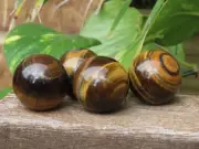 1 x A Grade Quality Polished Tiger Eye Crystal Sphere 30-35mm
