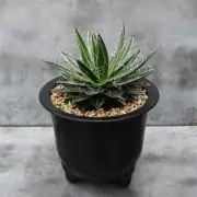 8CM Succulent Cactus Agave Plant Agave Parviflora Agavaceae Home Garden Plant