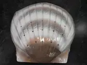 Stardust Memorials Shell Urn for Human Ashes In Pearl For Water Or Earth Burial