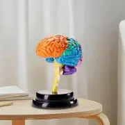 Brain Human Model Anatomy Tool Educational Toy Anatomical Model School Teaching