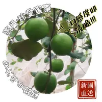 在飛比找蝦皮購物優惠-[新圃水果] 燕巢珍愛蜜棗 頂級禮盒 產銷履歷農產品