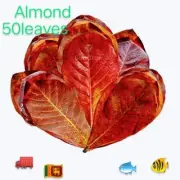 INDIAN ALMOND LEAVES Terminalia Catappa / Ketapang for Good Health and Active Fi