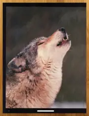 2001 Wolf Vintage Print Ad/Poster Animal Wildlife Howling Snow Winter Wall Art