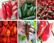 CHILLI VARIETY PACK - 6 packets seeds