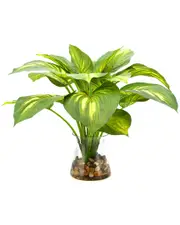 Creative Displays Green Eva Hosta Plant