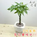 禾田花屋|編織發財樹|辮子馬拉巴栗|3吋透明方盆|室內植物|免澆水|懶人盆栽|觀葉植物|室內植物|懶人盆栽|吸水盆