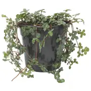 120mm Silver Sprinkles - Pilea libanensis