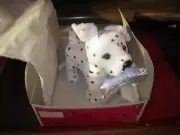 American Girl Dalmation Puppy Dog With Toy Bone-NIB DOG COMES IN WRONG BOX