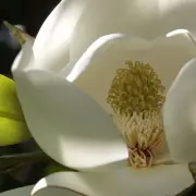 Magnolia Fragrance Oil Candle/Soap Making Supplies ***Free Shipping***