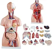 85Cm Human Torso Body Model Anatomy Doll with Removable Organs 3D Human Organ Model 23 PartsTorso Model for Students Teaching Supplies