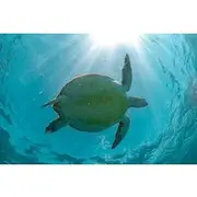 Save 25.00%! From Tulum: Akumal Beach Swim and Snorkel with Turtles Experience
