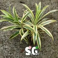 在飛比找蝦皮購物優惠-【samgreen♥️黃金百合竹🌿】3吋盆/室內好照顧👍