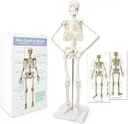 2023 Newest Design Human Skeleton Model for Anatomy, 17.7" High Scientific Human Body With Movable Arms and Legs Bones Structures, Whole Spine and Ribs Integrated