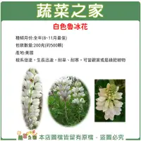 在飛比找Yahoo!奇摩拍賣優惠-【蔬菜之家滿額免運00H06】大包裝.魯冰花(旺花白色)種子