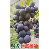 在飛比找蝦皮購物優惠-“選拔”巨峰葡萄苗 水果苗 4.5吋盆 苗株健長勢快