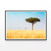 Trees in Grasslands of Kenya Print 100% Australian Made 90x60cm (Poster)