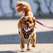 Huskimo Ultimate Dog Harness in Aurora - Medium
