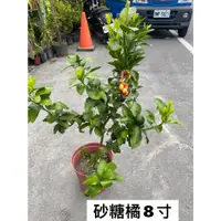 在飛比找蝦皮購物優惠-【花無缺❶號】水果苗 ⚇鐵樹/早收紅蜜桃/大目釋迦/臺東釋迦